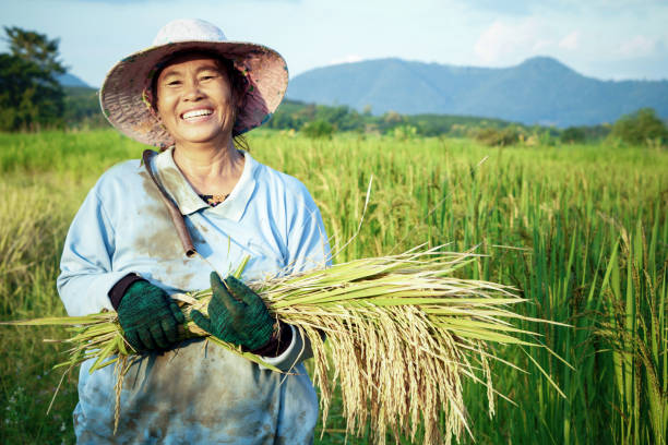 Balinese Farmer in Rice Field